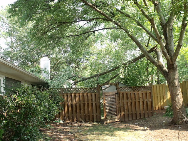 Storm Disputes -- But Doesn't Ruin -- My Weekend Broken Tree Limb